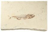 Cretaceous Fish (Spaniodon) With Pos/Neg - Lebanon #201342-4